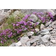 thumbnail image 4 of 50 ALPINE PENSTEMON Davidsonii Davidson's Beardtongue Purple Flower Seeds, 4 of 11