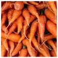 thumbnail image 5 of Everwilde Farms - 1000 Organic Chantenay Red Cored Carrot Seeds - Gold Vault Jumbo Bulk Seed Packet, 5 of 5