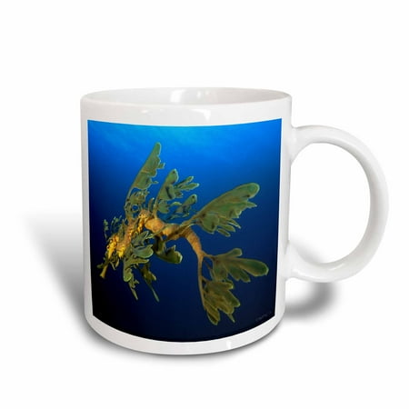 3dRose Leafy Sea Dragon - Phycodurus eques - in Esperance, Western Australia, Ceramic Mug, 11-ounce