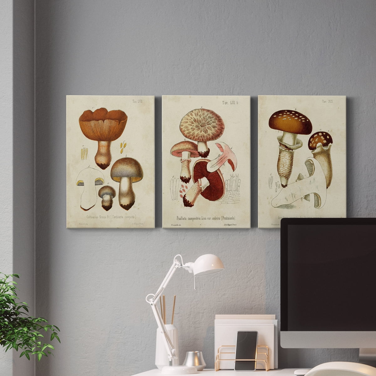 Mushroom Varieties I Premium Gallery Wrapped Canvas - Ready to Hang - 32 x 48 Each