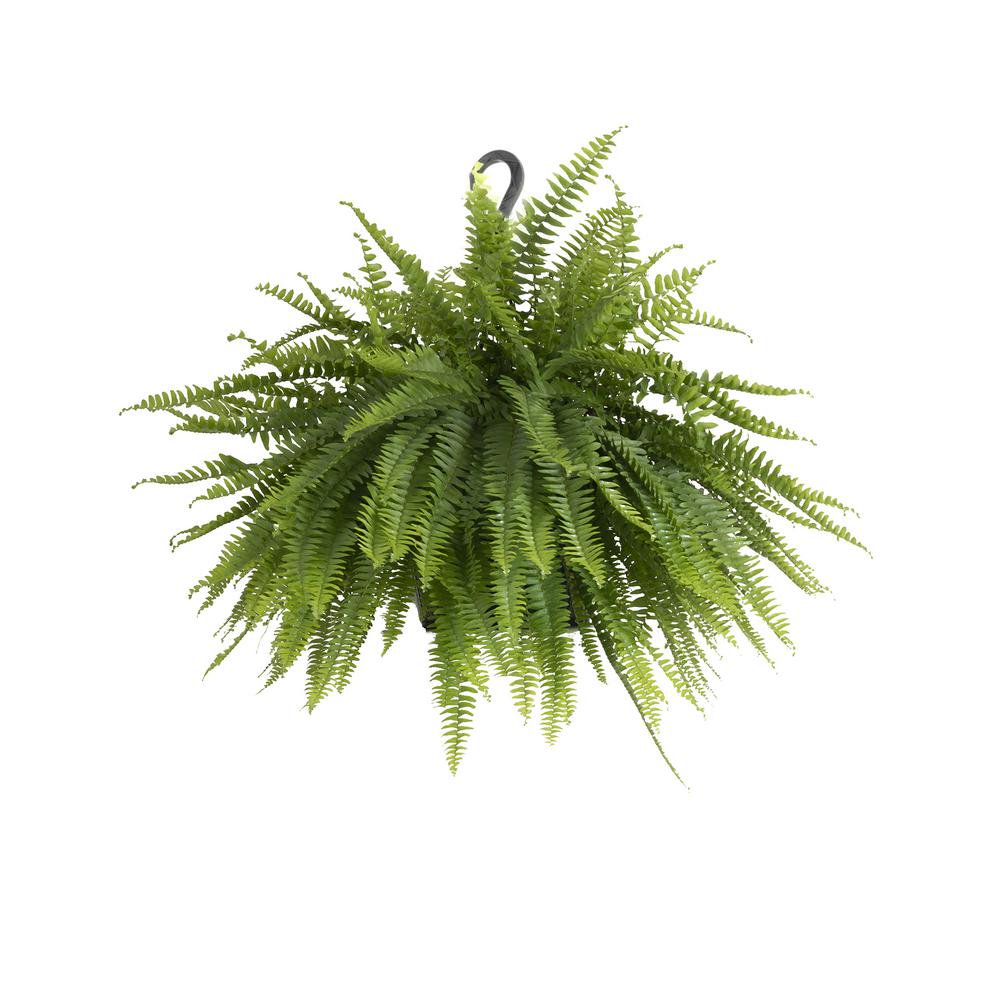 Boston Fern Live Plant Indoor Outdoor Fern in Hanging Basket 2830