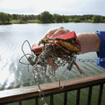 thumbnail image 2 of Heavy-Duty Retrieving Magnet - Single Pack — Residential Use, Standard Application, 2 of 6