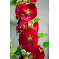 thumbnail image 4 of 25 DARK RED HOLLYHOCK Alcea Rosea Flower Seeds Perennial, 4 of 11