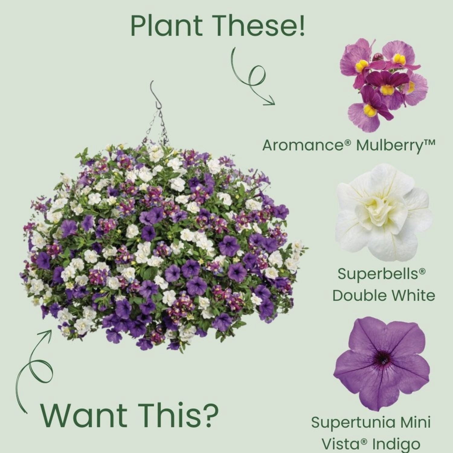 Proven Winners 4" Purple Aromance Mulberry Nemesia Live Plant in 4.25" Pot (4 Count)