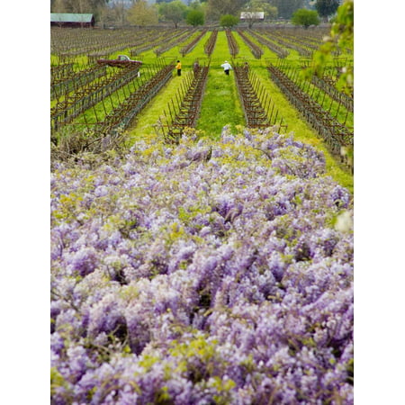 Workers in Vineyards with Wisteria Vines, Groth Winery in Napa Valley, California, USA Print Wall Art By Julie