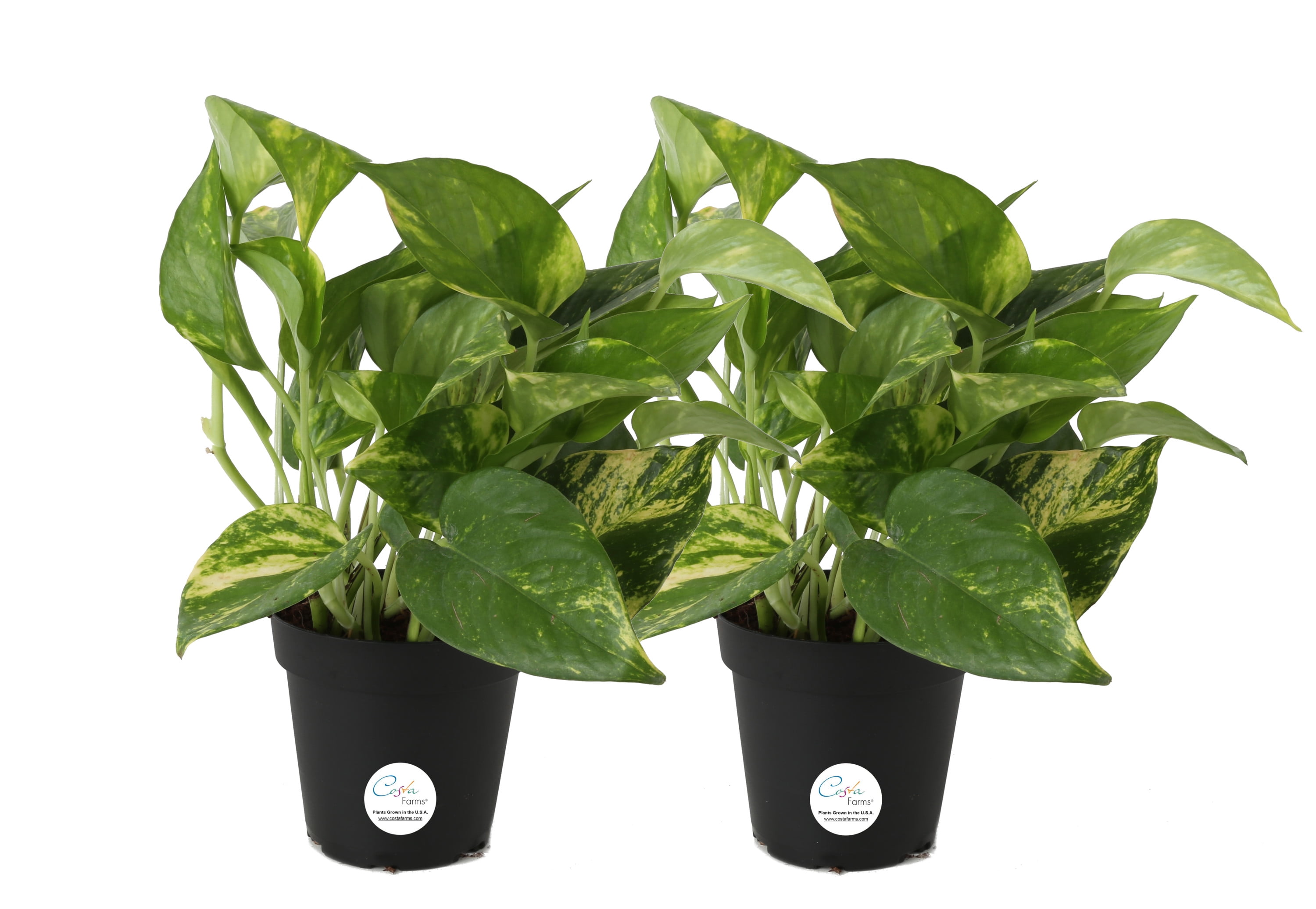 Costa Farms Live Indoor 8in. Tall Green Devil's Ivy Pothos; Medium, Indirect Light Plant in 4in