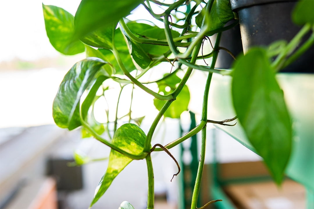 6 inch Golden Pothos - Beautiful Variegated Foliage - Long Trailing Vines
