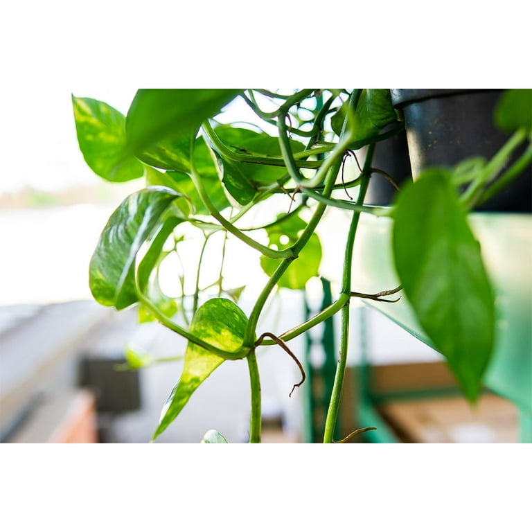 philodendron albo Philodendron Paraiso Verde Variegata Albo main image 1