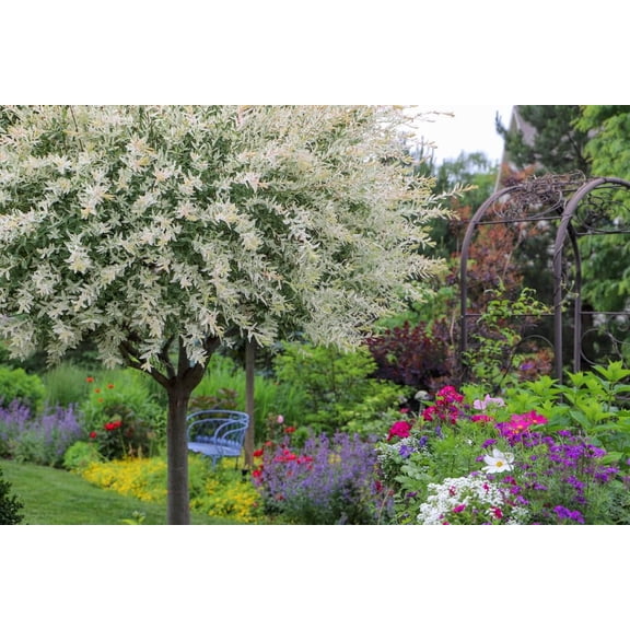 2 Dappled Willow Cuttings to Grow - Stunnning Tricolor Leafs - Salix Integra 'Hakuro Nishiki'