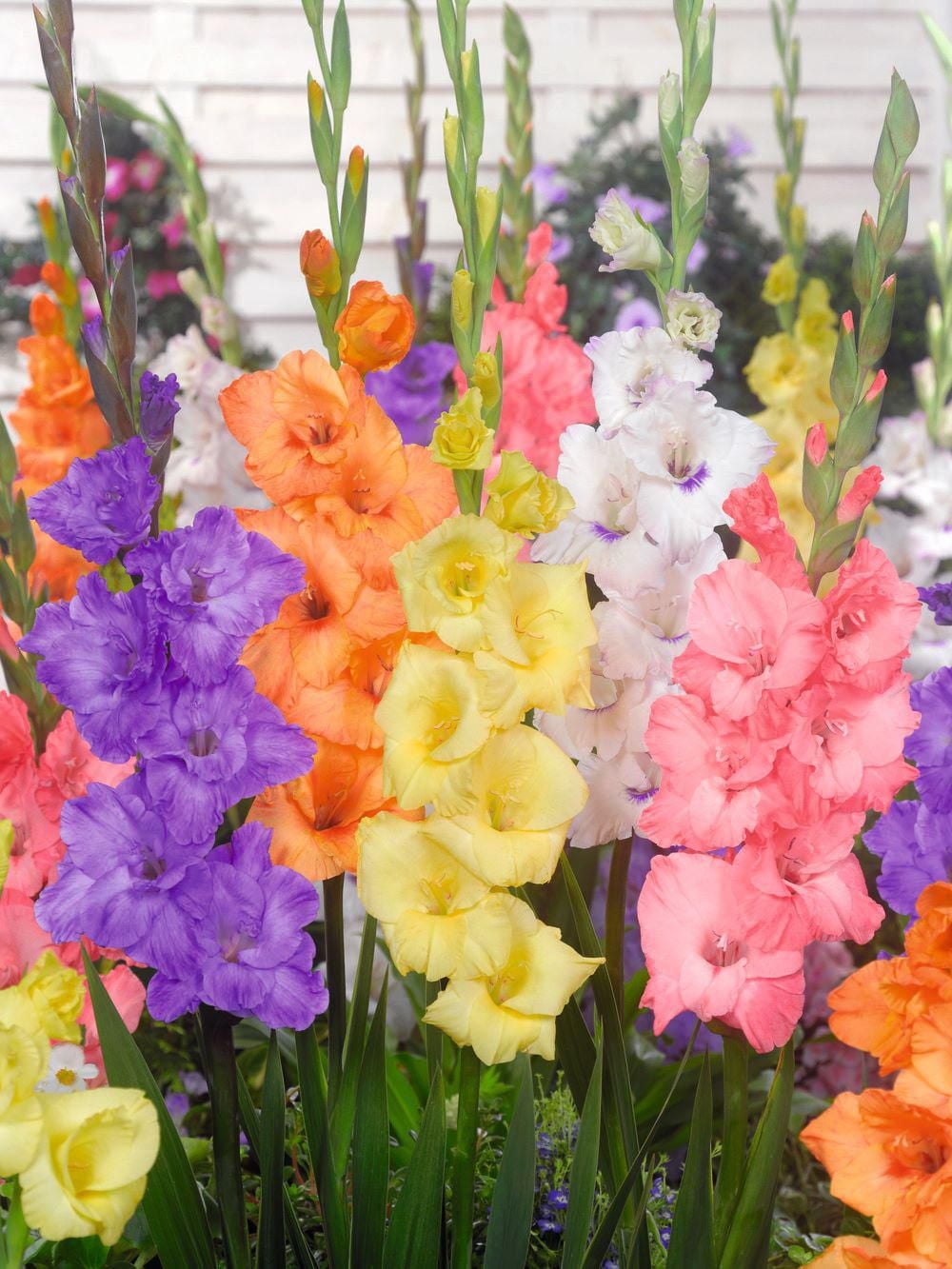 TASC Flower Bulbs Gladiolus Large Flowering Pastel Assorted (30 Bulbs)
