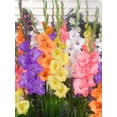 thumbnail image 1 of TASC Flower Bulbs Gladiolus Large Flowering Pastel Assorted (30 Bulbs), 1 of 1