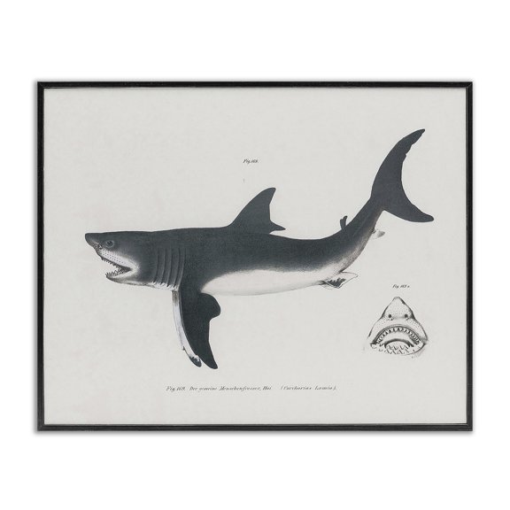 Stupell Industries Detailed Shark Diagram Animals Painting Black Framed Art Print Wall Art, 14 x 11