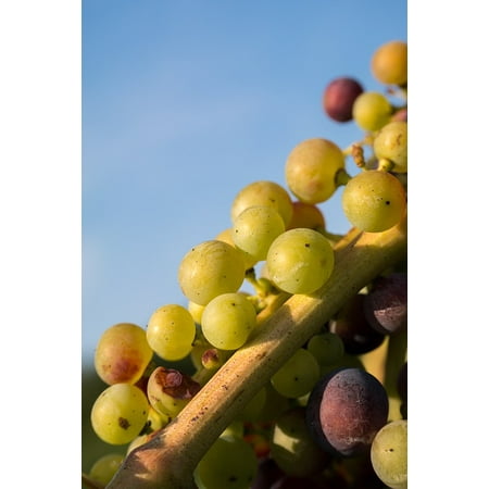 - Peel-n-Stick Poster of Wine Pinot Noir Immature Fruit Grapes Vine Poster 24x16 Adhesive Sticker Poster Print