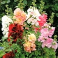 thumbnail image 2 of TomorrowSeeds - Summer Carnival Mix Hollyhock Seeds - 3600+ Count - For 2026 Planting USA Garden, 2 of 9