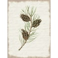 thumbnail image 2 of Jacobs, Cindy 12x14 White Modern Wood Framed Museum Art Print Titled - Pine Cone Botanical I, 2 of 4