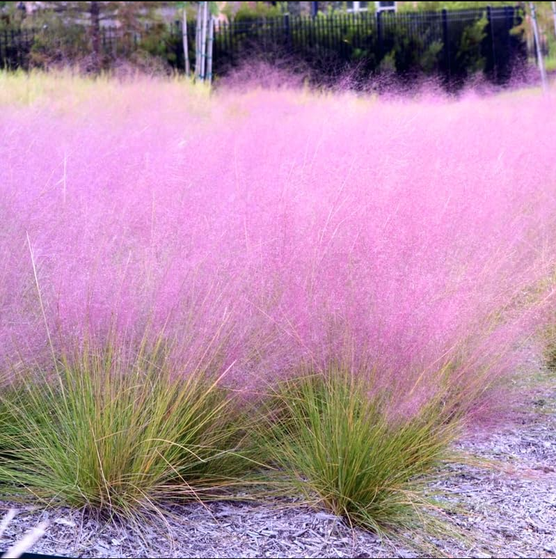 Muhly Grass Pink Live Starter Plant for Planting, Ornamental Grass Live Plant for Growing Indoor, Outdoor, 4 to 6 Inch Tall, Ship No Pot
