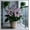 Hosta-D, variant on Perennial Butterfly Flower Hostas-Spotted Hostas — Low-Maintenance — Perennial Garden Favorites — An Ideal Choice(Non-Artificial)