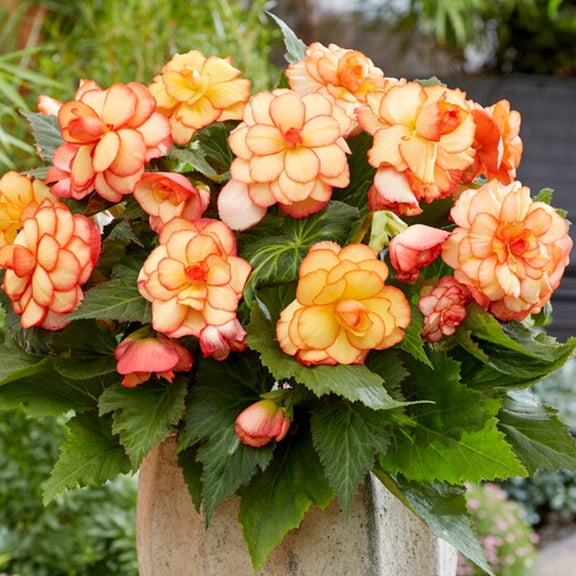 Easy to Grow Begonia Picotee Sunburst 3 Tubers, Blooms Summer Partial Shade