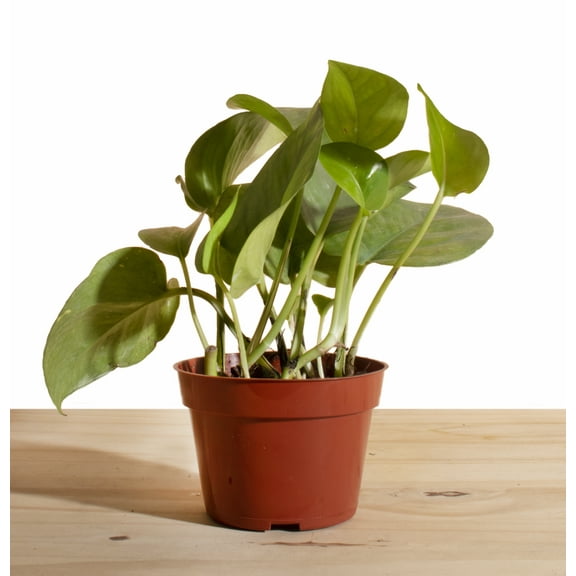 Pothos Devil's Ivy House Plant 4" Grow Pot