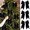 Black, variant on 15 Pcs 6 Inch Christmas Velvet Bows, Vintage Velvet Ribbon Christmas Bows for Gift Wrappings, Xmas Tree Topper & Garland, Wreath Bows Christmas Decorations(Dark Green)