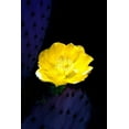 thumbnail image 2 of Taylor, Douglas 23x32 Black Ornate Wood Framed with Double Matting Museum Art Print Titled - Prickly Pear Cactus Blossom, 2 of 4