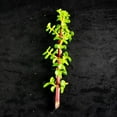 thumbnail image 5 of 12 Healthy Portulacaria Afra Succulent Cuttings - Elephant Bush, 5 of 5