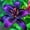 C, variant on Lily, Low Maintenance - Easy Grow - Ideal for Beds Borders, Plant Pots & Planters
