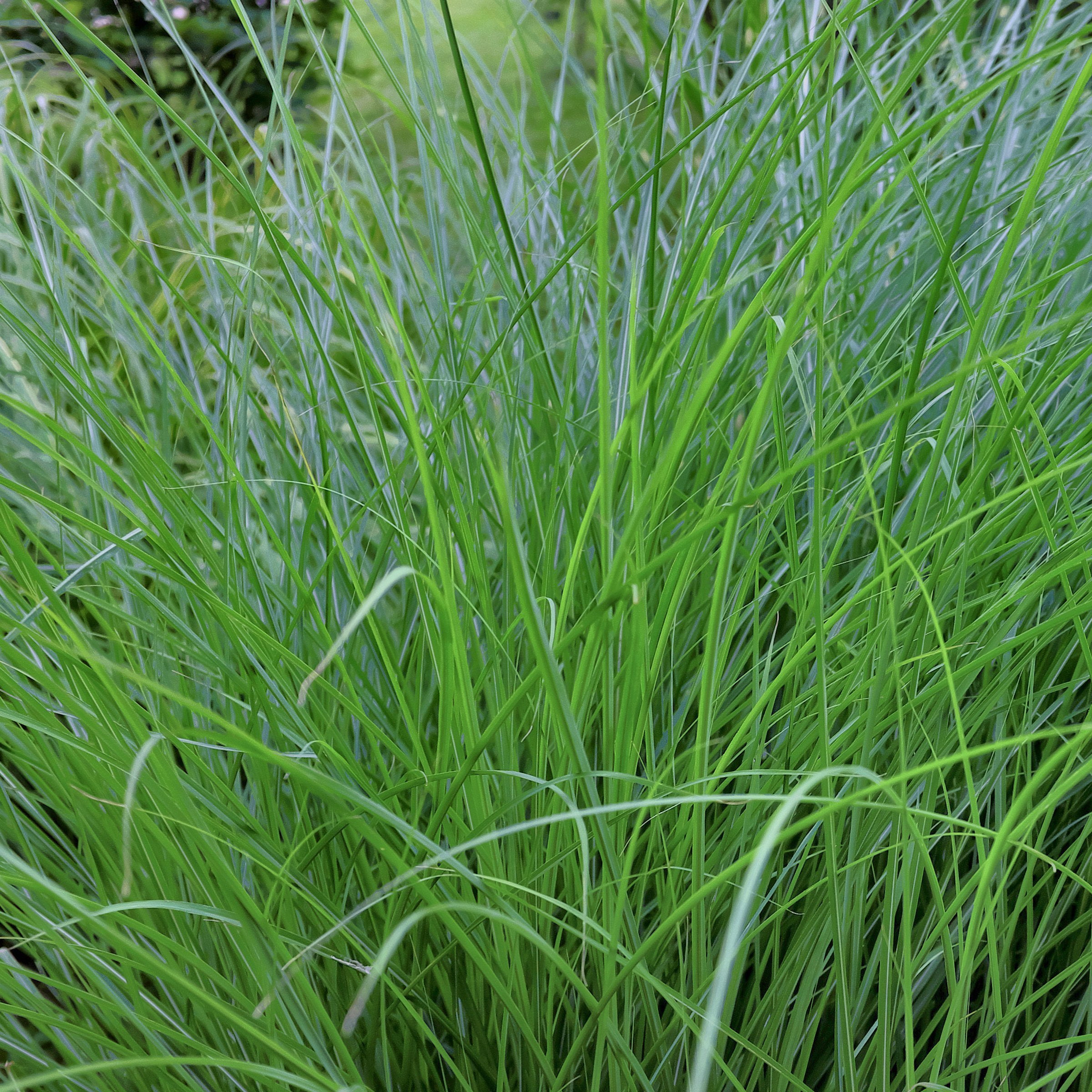 3 gal. Maiden Grass Plant