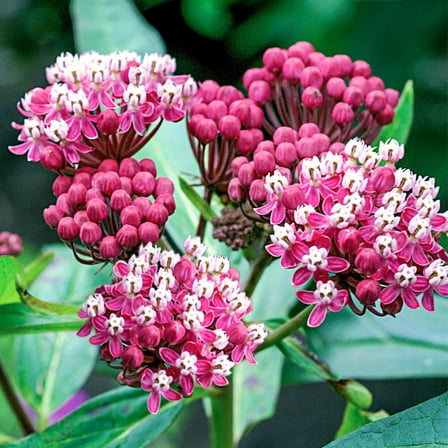 Soulmate Pink Flowering Butterfly Flower Asclepias Dormant Bare Root Perennial Starter Plant Roots, 3 Plants per Offer
