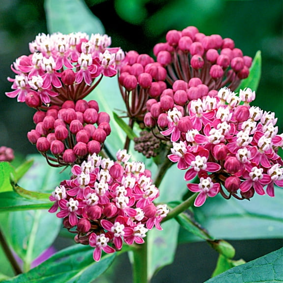 Soulmate Pink Flowering Butterfly Flower Asclepias Dormant Bare Root Perennial Starter Plant Roots, 3 Plants per Offer