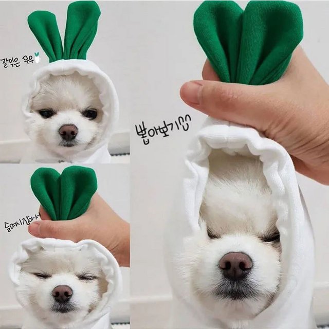 Pet Clothes Dogs Hooded Sweatshirt Fruit Warm Coat Cat Sweater Cold Weather Costume for Puppy Small Medium Large Dog Cat Clothes ShopWise Round
