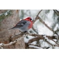 thumbnail image 2 of Archer, Ken 18x13 Black Ornate Wood Framed with Double Matting Museum Art Print Titled - Pine Grosbeak-winter survivor, 2 of 4