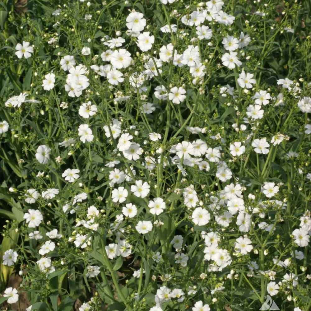 Outsidepride Gyposophila Elegans Baby's Breath Flower Seed - 1 LB