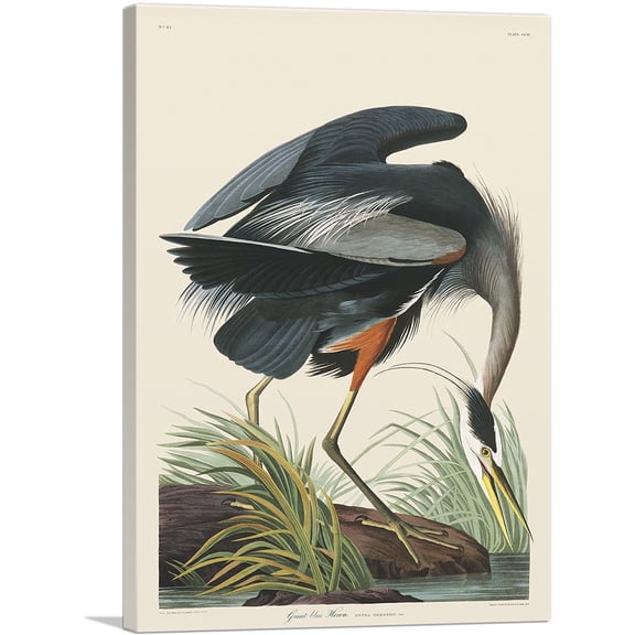 ARTCANVAS Great Blue Heron Canvas Art Print by John James Audubon - Size: 26" x 18" (0.75" Deep)