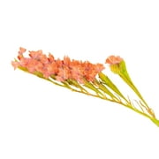 50 APRICOT BEAUTY STATICE بذور زهرة Limonium Sinuatum