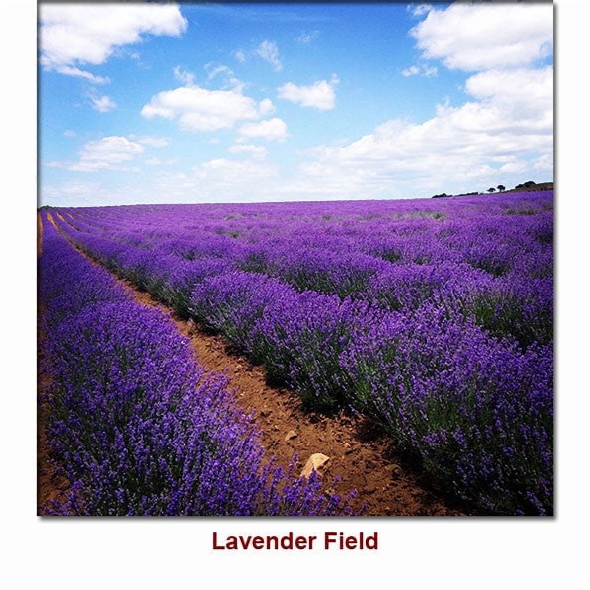 Lavender Bulgarian Essential Oil 10 ml (1/3 fl oz) - 100% Pure and Natural by Silky Scents