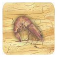 thumbnail image 1 of Shrimp Foam Coasters - Set 4, 3.5 x 3.5 In., 1 of 1