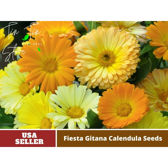 50  Seeds| Fiesta Gitana Calendula Flower Seeds | Seeds, Herbal Seeds, Flower Seeds, GMO Free, Authentic Seed #H006