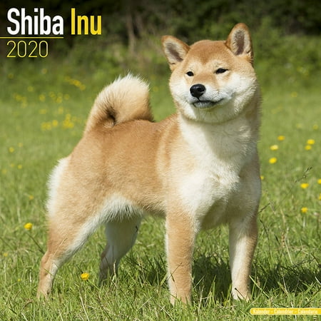 Shiba Inu Calendar 2020 Shiba Inu Dog Breed Calendar