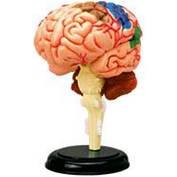 4D Human Brain Anatomy Model
