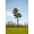 thumbnail image 3 of Millet, Karyn 17x24 Black Modern Framed Museum Art Print Titled - Tree II, 3 of 5