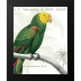 thumbnail image 2 of Wild Apple Portfolio 12x14 Black Modern Framed Museum Art Print Titled - Parrot Botanique I, 2 of 5