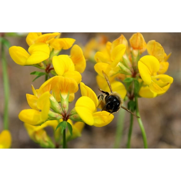 200 BIRDS FOOT TREFOIL (Birdfoot Deervetch / Cats Clover / Ground Honeysuckle) Lotus Corniculatus Fabaceae Flower Seeds