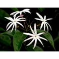 thumbnail image 2 of Angelwing Star Jasmine - Jasminum nitidum - Indoors/Out - 4" Pot, 2 of 3