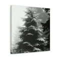thumbnail image 2 of Douglas Fir Reflection - Canvas, 2 of 10