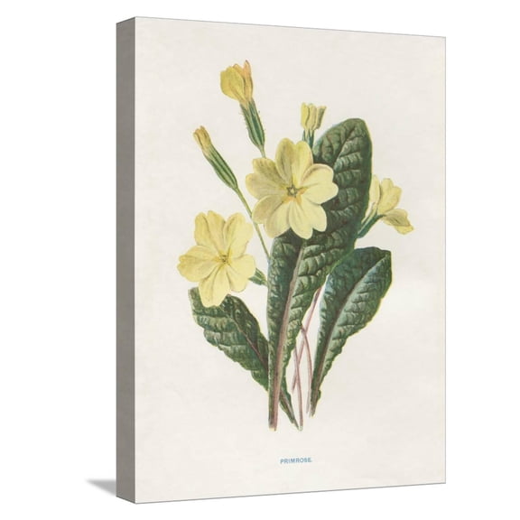 Art.com Primrose Stretched Canvas Print Wall Art by Gwendolyn Babbitt, 12" x 16"