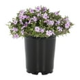 thumbnail image 2 of Expert Gardener 1.5PT Pink Phlox Live Perennial Plant Sun 5-Pack, 2 of 6