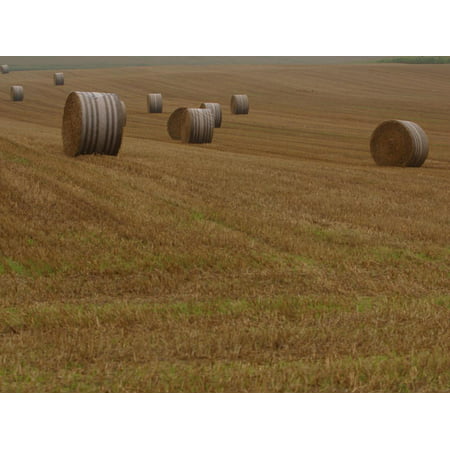 Rolled Hay Bales in a Rural Field Print Wall Art