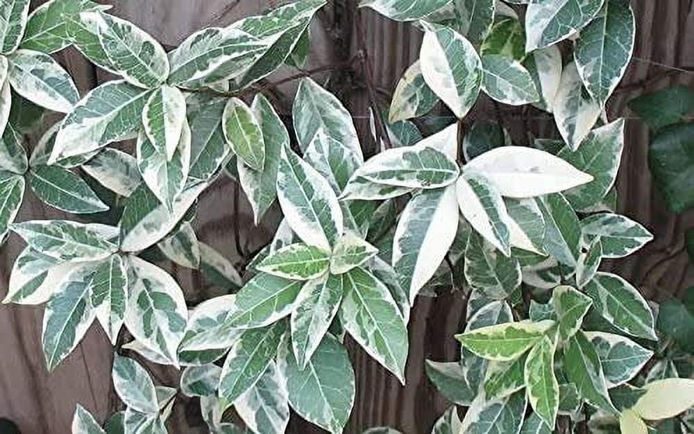Confederate Jasmine Variegated - 3 Live Plants - Trachelospermum Jasminoides Variegatum - Fragrant Blooming Evergreen Vine