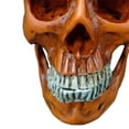 thumbnail image 1 of Billuyoard Modelo de resina de cráneo humano tamaño real 1:1 esqueleto realista anatómico marrón 1 Decoración del hogar Calavera amarilla, 1 of 6